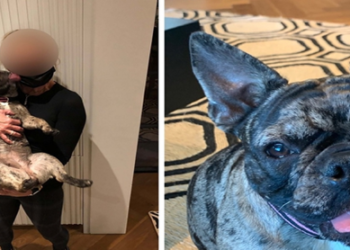 Policía de San Francisco localizó a un bulldog francés robado