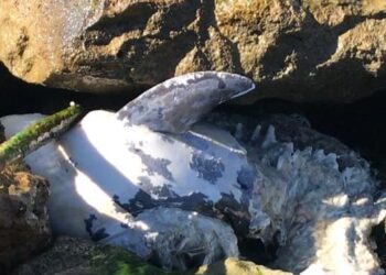 Encuentran delfines muertos en la escollera de playa Miramar en Madero 