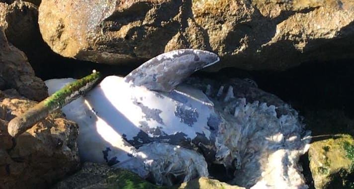 Encuentran delfines muertos en la escollera de playa Miramar en Madero