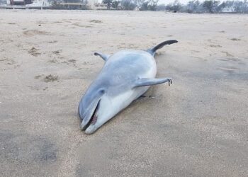 Aparecen en playa Miramar de Madero más delfines muertos 