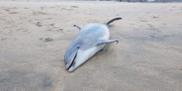 Aparecen en playa Miramar de Madero más delfines muertos 