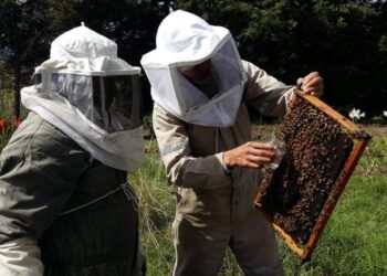 Comisión de Agricultura convoca a foro sobre “Legislación y desarrollo de la apicultura”