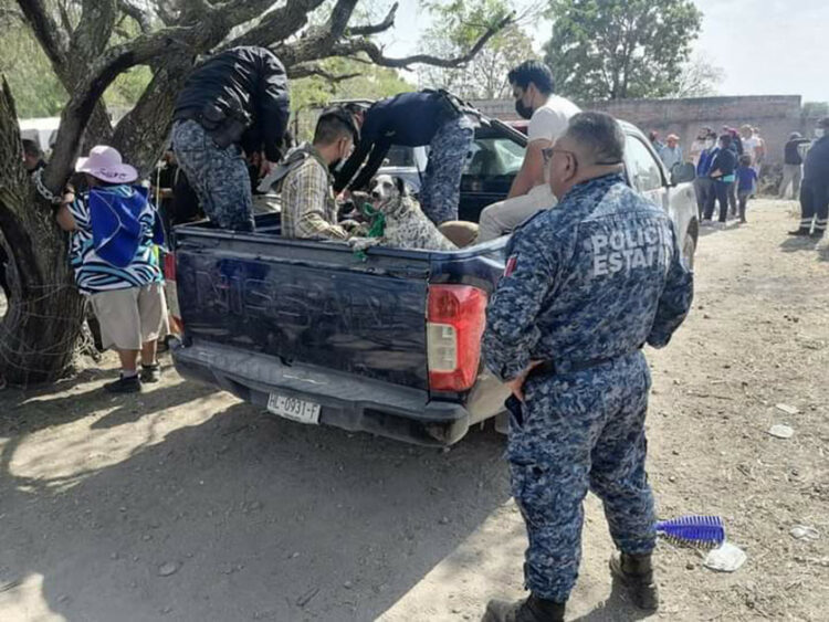 Perros pitbull matan a mujer en calles de Hidalgo; dejan herida a otra