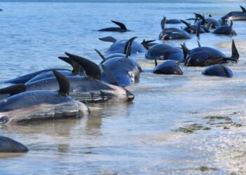 Al menos 29 ballenas mueren varadas en peligrosa playa de Nueva Zelanda