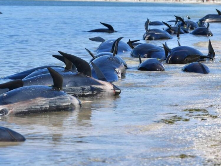 Al menos 29 ballenas mueren varadas en peligrosa playa de Nueva Zelanda