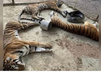 Asociación de Zoológicos exige la renuncia de funcionario de PROFEPA