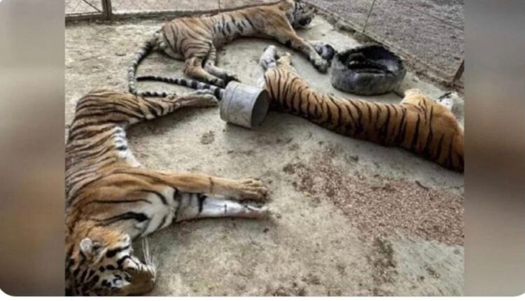 Asociación de Zoológicos exige la renuncia de funcionario de PROFEPA