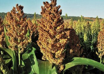 Amenaza sequía 277 mil hectáreas de sorgo