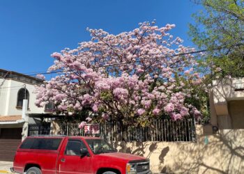 Arbol “Palo de Rosa” da bello toque a la primavera en Ciudad Victoria.