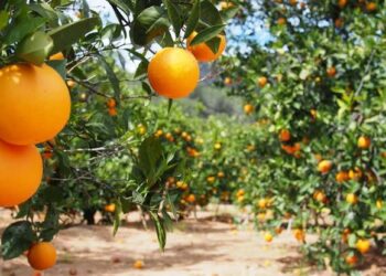 Severa sequía pone en riesgo producción de cítricos en centro de Tamaulipas