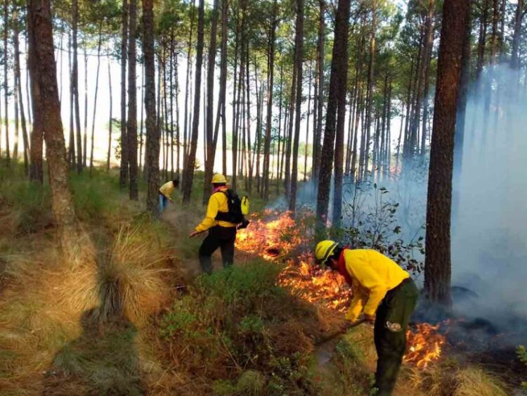Se espera crítica temporada de incendios forestales en México