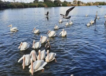 Emigran pelicanos de La Puntilla por efecto del cambio climático