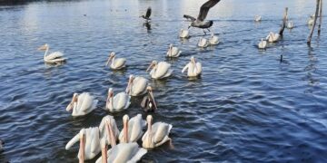 Emigran pelicanos de La Puntilla por efecto del cambio climático