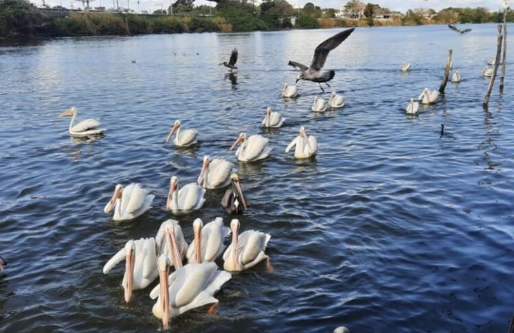 Emigran pelicanos de La Puntilla por efecto del cambio climático