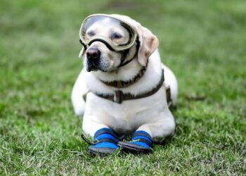 Frida, perrita rescatista del 19-S, se encuentra delicada de salud