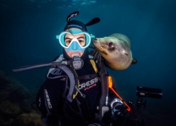 La Paz, lobos marinos, tiburón ballena y playas de ensueño