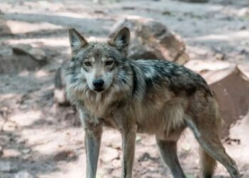 Mueren dos lobos en el Zoologico de Chapultepec