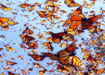 Bosques de Michoacán alarga la temporada para avistamiento a la Mariposa Monarca