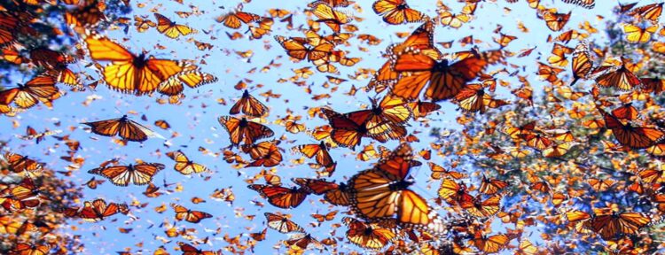 Bosques de Michoacán alarga la temporada para avistamiento a la Mariposa Monarca