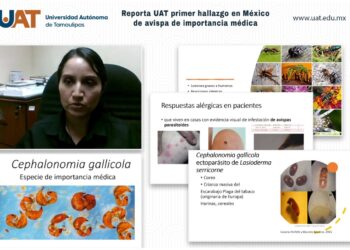 Reporta UAT el primer hallazgo en México de avispa de importancia médica