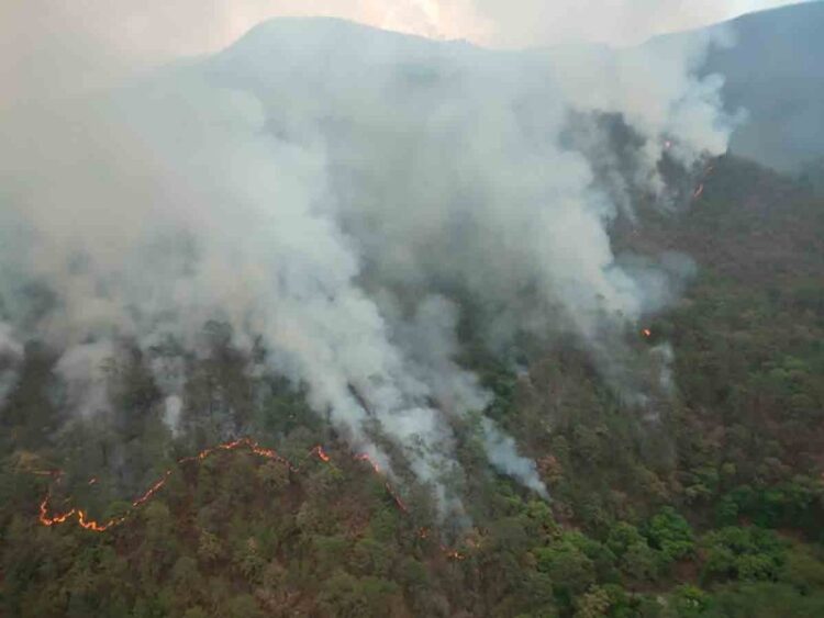 Incendio forestal en El Cielo, Tamaulipas cumple 35 días, 6 mil has. afectadas