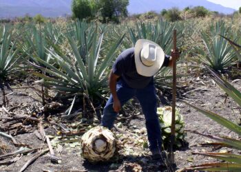 Impulsan en el Senado Ley Federal de los Mezcales Tradicionales de México