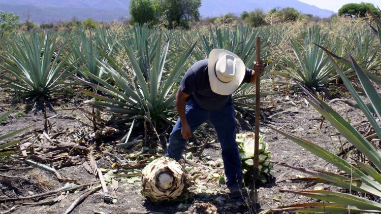 Impulsan en el Senado Ley Federal de los Mezcales Tradicionales de México