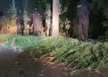 Hallan plantío de mariguana en canchas de futbol de Tlalnepantla; medían más de dos metros