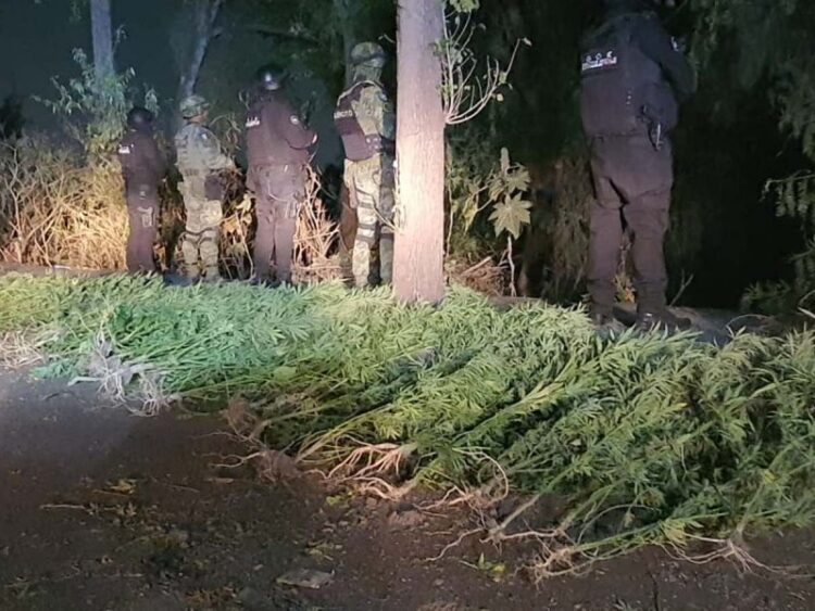 Hallan plantío de mariguana en canchas de futbol de Tlalnepantla; medían más de dos metros