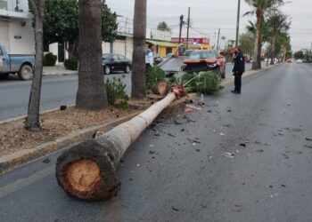 Camioneta queda destrozada al estrellarse con palmera