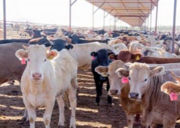 Avanza en Senado reforma para sancionar uso de sustancias prohibidas en animales para consumo humano