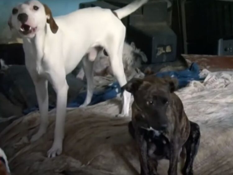 Denuncian a hombres por robar y matar perros para venderlos a taquerías