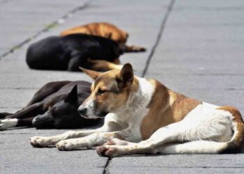 México, el país de América Latina con el mayor número de perritos callejeros