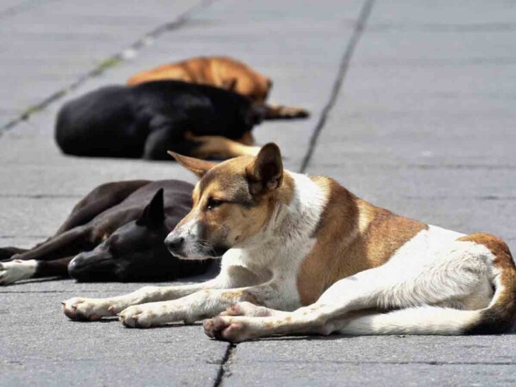 México, el país de América Latina con el mayor número de perritos callejeros