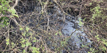 Gobierno de Altamira pedirá a PEMEX labores de remediación en áreas afectadas por fugas de crudo