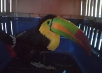 Atrapan un segundo tucán pico de canoa en Chalco, Edo. de México