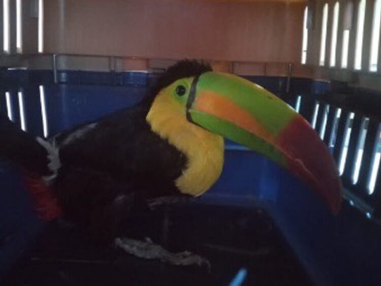 Atrapan un segundo tucán pico de canoa en Chalco, Edo. de México