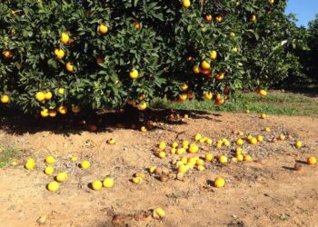 Aplican sanciones a productores que no recogen naranja de desecho