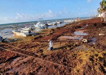 Mar de sargazo invade playas de QRoo; incrementa 79% el recale
