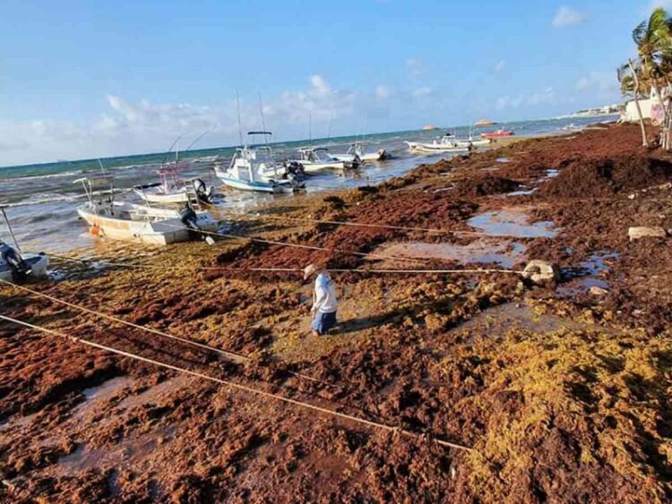 Mar de sargazo invade playas de QRoo; incrementa 79% el recale