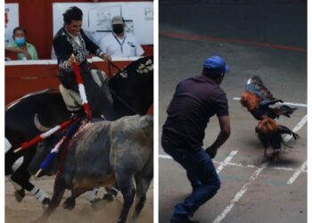 Tauromaquia y peleas de gallos serían patrimonio cultural de Nuevo León