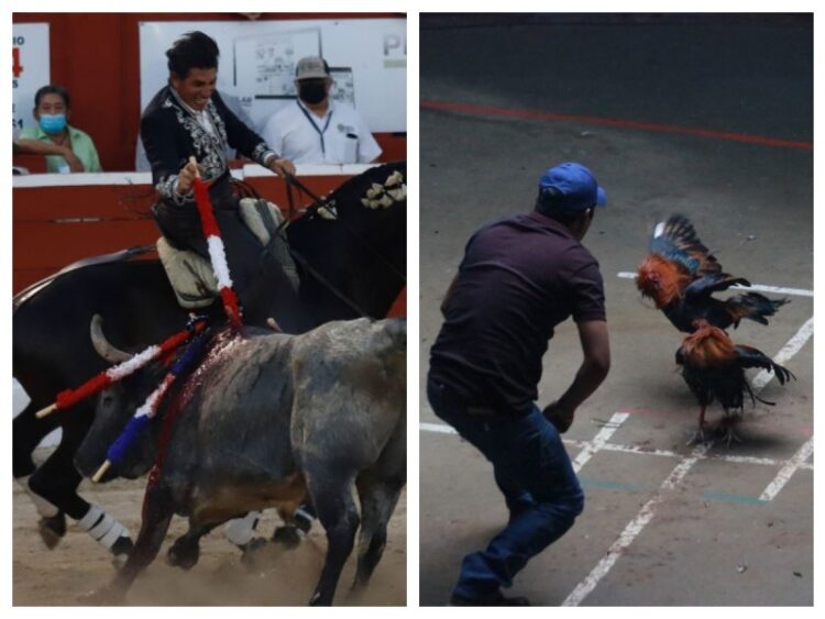 Tauromaquia y peleas de gallos serían patrimonio cultural de Nuevo León