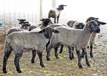 Ovinocultura no es rentable