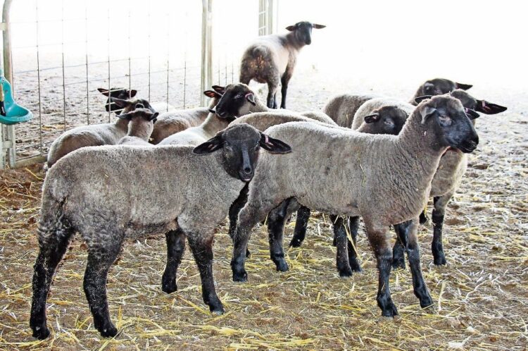 Ovinocultura no es rentable