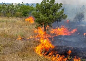 Llegan 2 helicópteros de la FAM para ayudar a controlar incendio