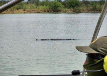 Cocodrilo es captado en el Río Bravo; se cree fue llevado para ahuyentar migrantes