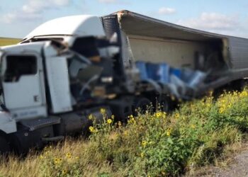 Se accidenta tráiler y hallan toneladas de perros y gatos muertos