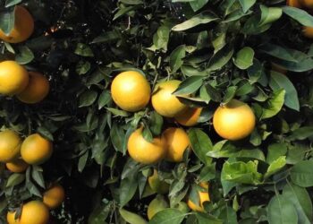 Destinan 120 millones para proteger citricultura nacional de plagas y enfermedades