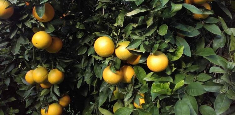 Destinan 120 millones para proteger citricultura nacional de plagas y enfermedades