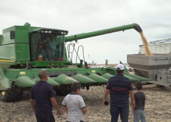 Comprará Segalmex 521 mil toneladas de maíz para dar cumplimiento al PACIC